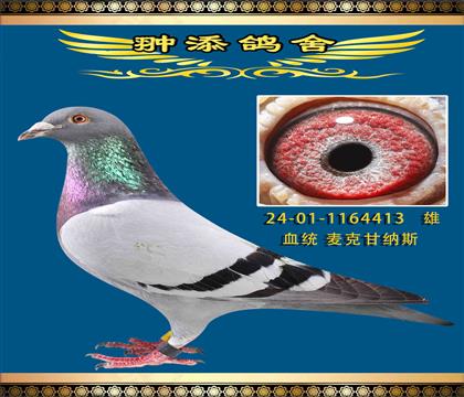 一鴿難求的麥克甘納斯
