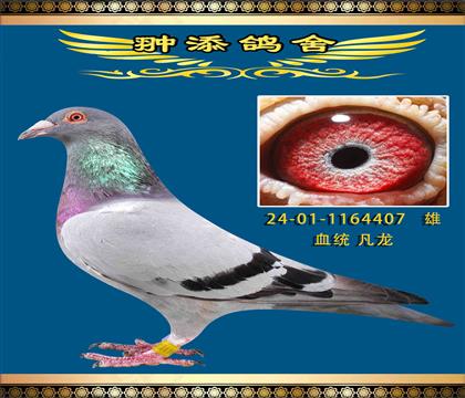 凡龍黃金配對作出
