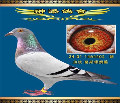 奶酪新金姆近親回血作出