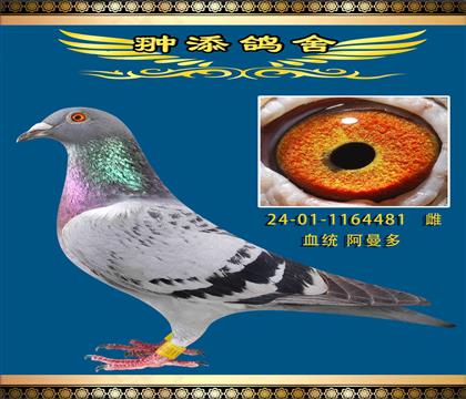 阿曼多近親回血作出