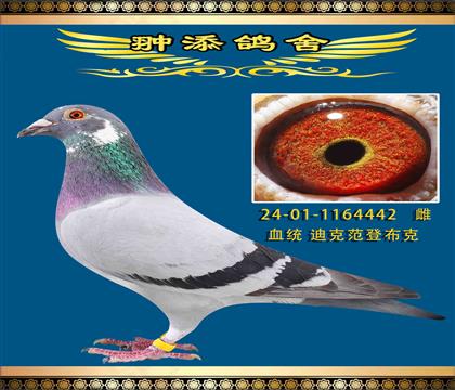 迪克凡登布克基特爾回血作出