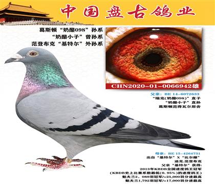 金環(huán):葛斯頓“奶酪098”孫系