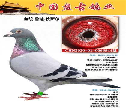 金環(huán):魯?shù)?迪薩爾