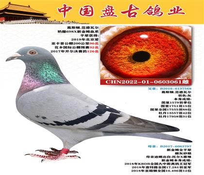 金環(huán):葛斯頓.范德瓦爾“奶酪698X新金姆血系”
