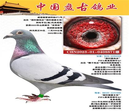 金環(huán):“福雷00迪回血871號(hào)”