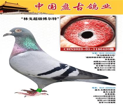 金環(huán):”林戈超級(jí)博爾特“