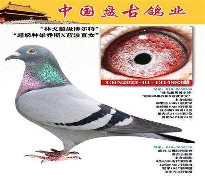 金環(huán):“林戈超級(jí)博爾特”