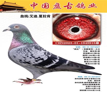 金環(huán):艾迪·夏拉肯