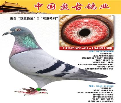 金環(huán):“雙重魯?shù)稀盭“雙重哈利”