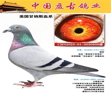 金環(huán):美國(guó)甘納斯血系