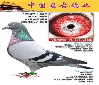 金環(huán):“保時(shí)捷911”直孫系