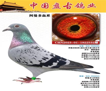 金環(huán):?jiǎn)虪?佛斯豪特“阿曼多”