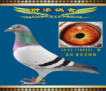 一鴿難求麥克甘納斯