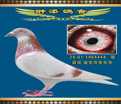 迪克凡登布克4444