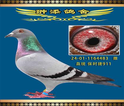保時捷911直子配新金姆直女近親回血作出