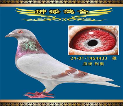 一關(guān)上岸的鴿系利奧