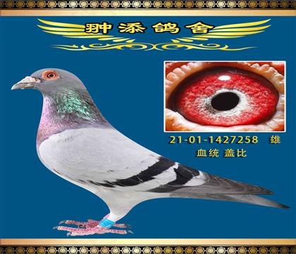 蓋比魯?shù)辖H回血作出