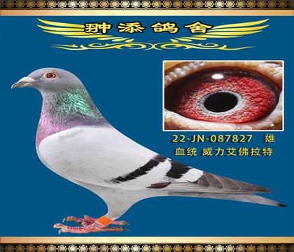 一年之內(nèi)飛過二百多個冠軍的鴿系威力艾佛拉特