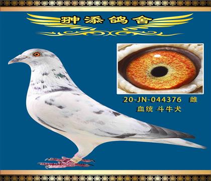 斗牛犬376