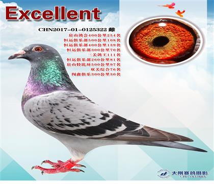 多次成績(jī)鴿