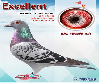 公棚成績(jī)鴿