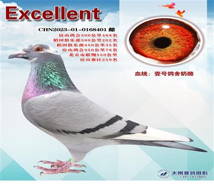 多次成績(jī)鴿