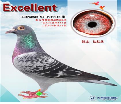 多次成績(jī)鴿