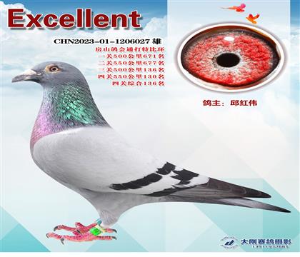 多次成績(jī)鴿