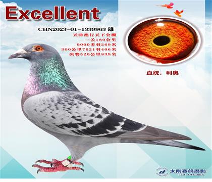 多次成績(jī)鴿