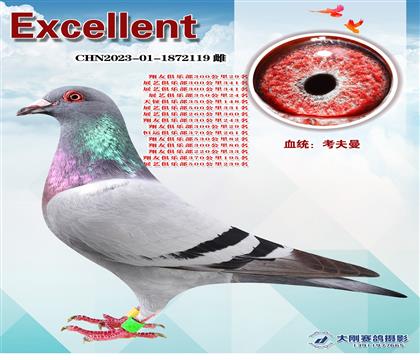 多次成績(jī)鴿