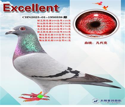 多次成績(jī)鴿
