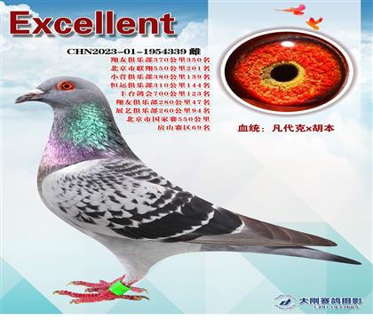 多次成績(jī)鴿