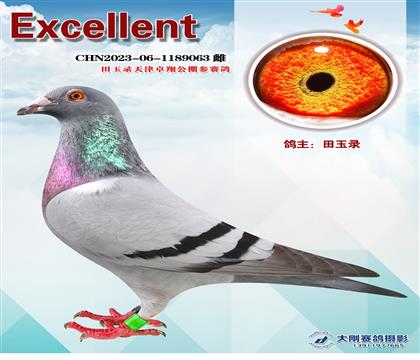 田玉錄天津卓翔參賽鴿