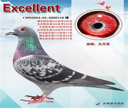 多次成績(jī)鴿