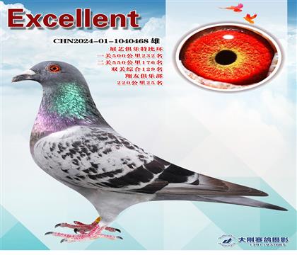 多次成績(jī)鴿