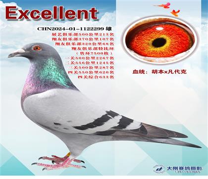 多次成績(jī)鴿