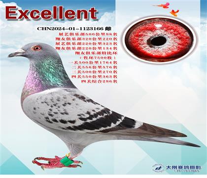 多次成績(jī)鴿