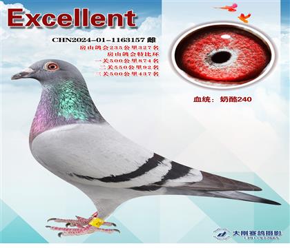 多次成績(jī)鴿