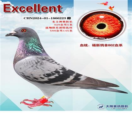多次成績(jī)鴿
