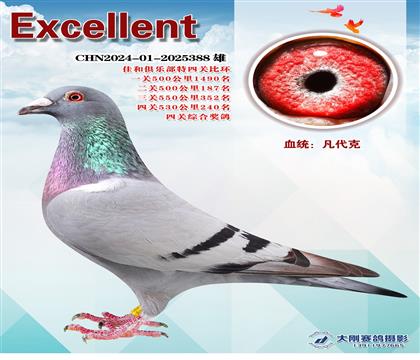 多次成績(jī)鴿