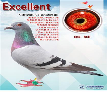 多次成績(jī)鴿