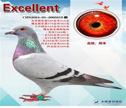 多次成績(jī)鴿