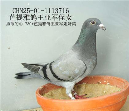 芭提雅鴿王亞軍侄女-2