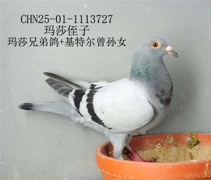 瑪莎侄子-3