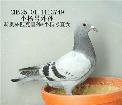 小楊號外孫-4