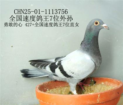 全國速度鴿王7位外孫-5