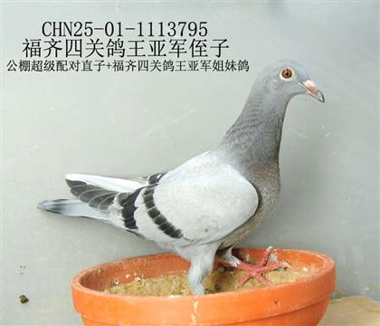 福齊四關鴿王亞軍侄子-7