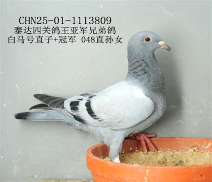 泰達四關鴿王亞軍兄弟鴿-8