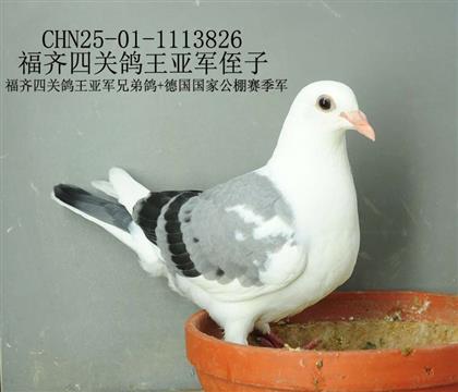 福齊四關鴿王亞軍侄子-10