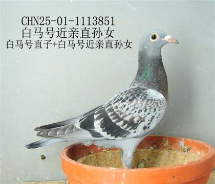 白馬號近親直孫女-12